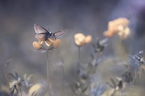 Fotografie The Lady of Lothlorien, Fabien BRAVIN