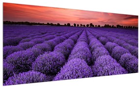 Tablou cu câmp de lavandă (120x50 cm), în 40 de alte dimensiuni noi