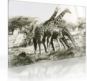 Tablou pe sticlă - Girafe, de epocă (70x50 cm)