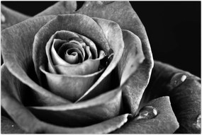 Tablou - Trandafir,alb-negru (90x60 cm)