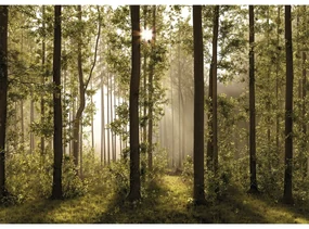 XXL Tapet foto pădure 360 x 254 cm, 4 părți
