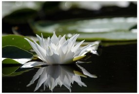 Fototapet Lotus alb