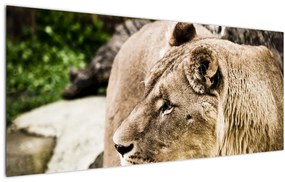 Tablou cu leoaică (120x50 cm)