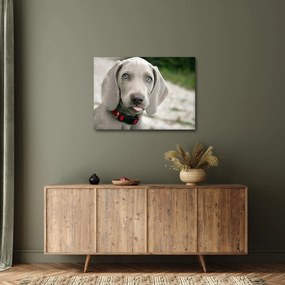 Tablou - cățeluș weimaraner (70x50 cm)