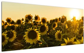 Tablou cu lan de floarea soarelui (120x50 cm), în 40 de alte dimensiuni noi