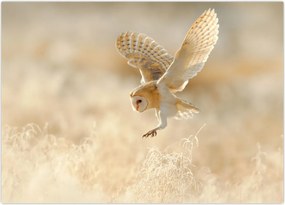 Tablou - Bufniță (70x50 cm)