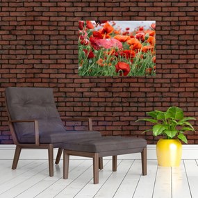 Tablou pe sticlă din câmp cu maci (70x50 cm)