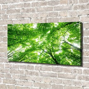 Tablou canvas Pădure verde