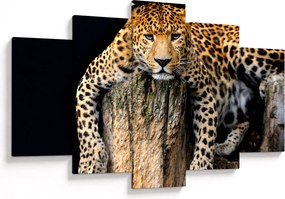 Tablou - Ghepard (150x105 cm)