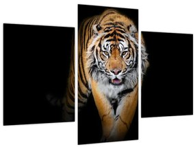 Tablou - Tiger (90x60 cm)