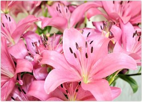 Tablou - Liliac roz (70x50 cm)