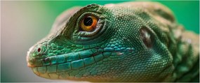 Tablou detailat cu o șopârlă (120x50 cm)