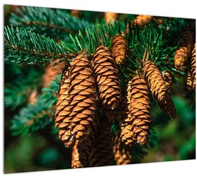 Tablou cu con de brad (70x50 cm)
