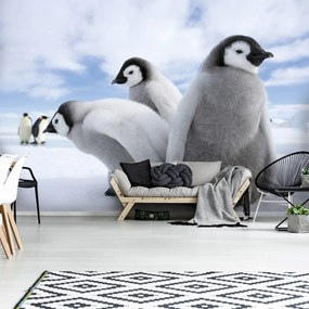 Fototapet - Pinguini (254x184 cm)