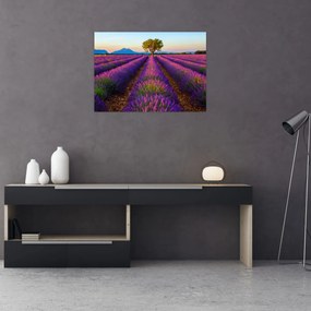 Tablou - Câmp de lavandă (70x50 cm)