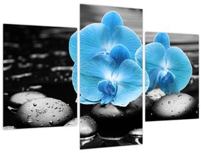 Tablou - Orhidee albastră (90x60 cm)