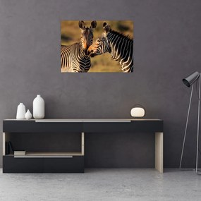 Tablou - Două zebre (70x50 cm)