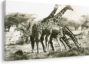 Tablou - Girafe, de epocă (90x60 cm)