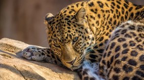 Tablou Leopard - animale salbatice - 70x50cm
