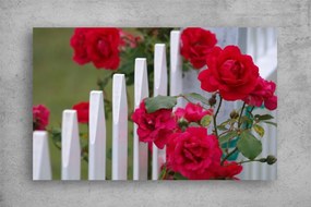 Tablouri Canvas Flori - Trandafiri pe gard