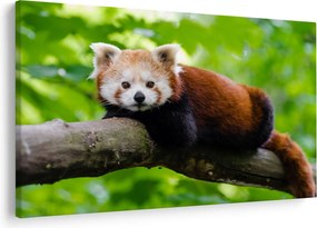 Tablou cu panda roșie (90x60 cm)