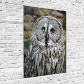 Fotografie imprimată pe sticlă Bufniţă