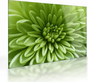 Tablou pe sticlă - Imagine macro a unei plante (70x50 cm)