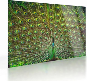 Tablou pe sticlă - Peacock (70x50 cm)