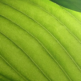 Tablou - Detaliu de frunză verde (cu ceas) (90x30 cm)