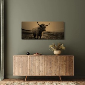 Tablou - Vacă scoțiană pe fugă (120x50 cm)