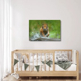 Tablou - Tigru care aleargă (90x60 cm)