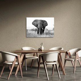Tablou pe sticlă - Elefantul african II. (70x50 cm)