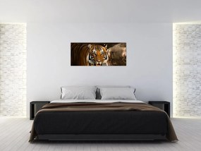 Tablou cu tigrul (120x50 cm)