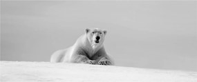 Tablou - Ursul polar (120x50 cm)