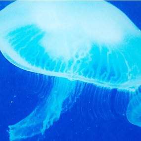 Tablou decorativ imagine imprimata pe sticla, Meduse 60x80cm Quallen A-37413 VC