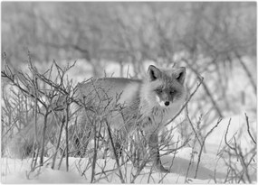 Tablou - Vulpe,alb-negru (70x50 cm)