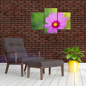 Tablou - floare de câmp (90x60 cm)