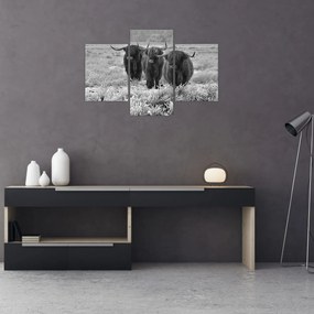 Tablou - Vaci scoțiene (90x60 cm)