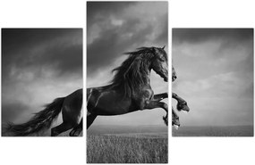 Tablou - Cal alb și negru (90x60 cm)