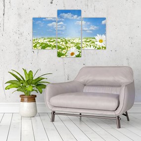 Tablou cu luncă înflorită cu margarete (90x60 cm)