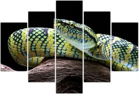 Tablou - Șarpele cu clopoței al lui Wagler (150x105 cm)