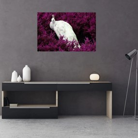 Tablou - Păun alb (90x60 cm)