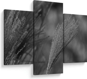 Tablou - Iarbă de pampas uscată (90x60 cm)