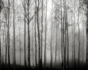 Tapet Birch Fog, Black &amp; White, Rebel Walls