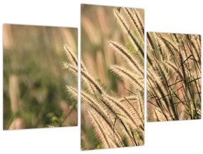 Tablou - Cereale (90x60 cm)