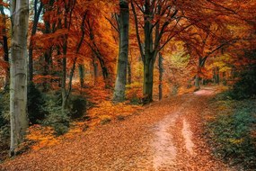 Fototapet autoadeziv pădure în perioada de toamnă