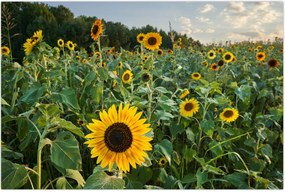 Tablou - Câmpul de floarea-soarelui II. (90x60 cm)