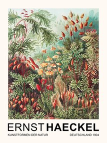 Reproducere Muscinae–Laubmoose / Rainforest Plants (Vintage Academia) - Ernst Haeckel, (30 x 40 cm)