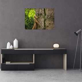 Tablou pe sticlă - Veverița (70x50 cm)