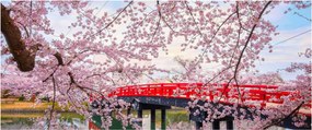 Tablou - Hirosaki, Japonia (120x50 cm)